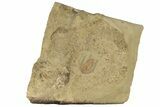 Early Cambrian Trilobite (Perrector) - Tazemmourt, Morocco #209820-1